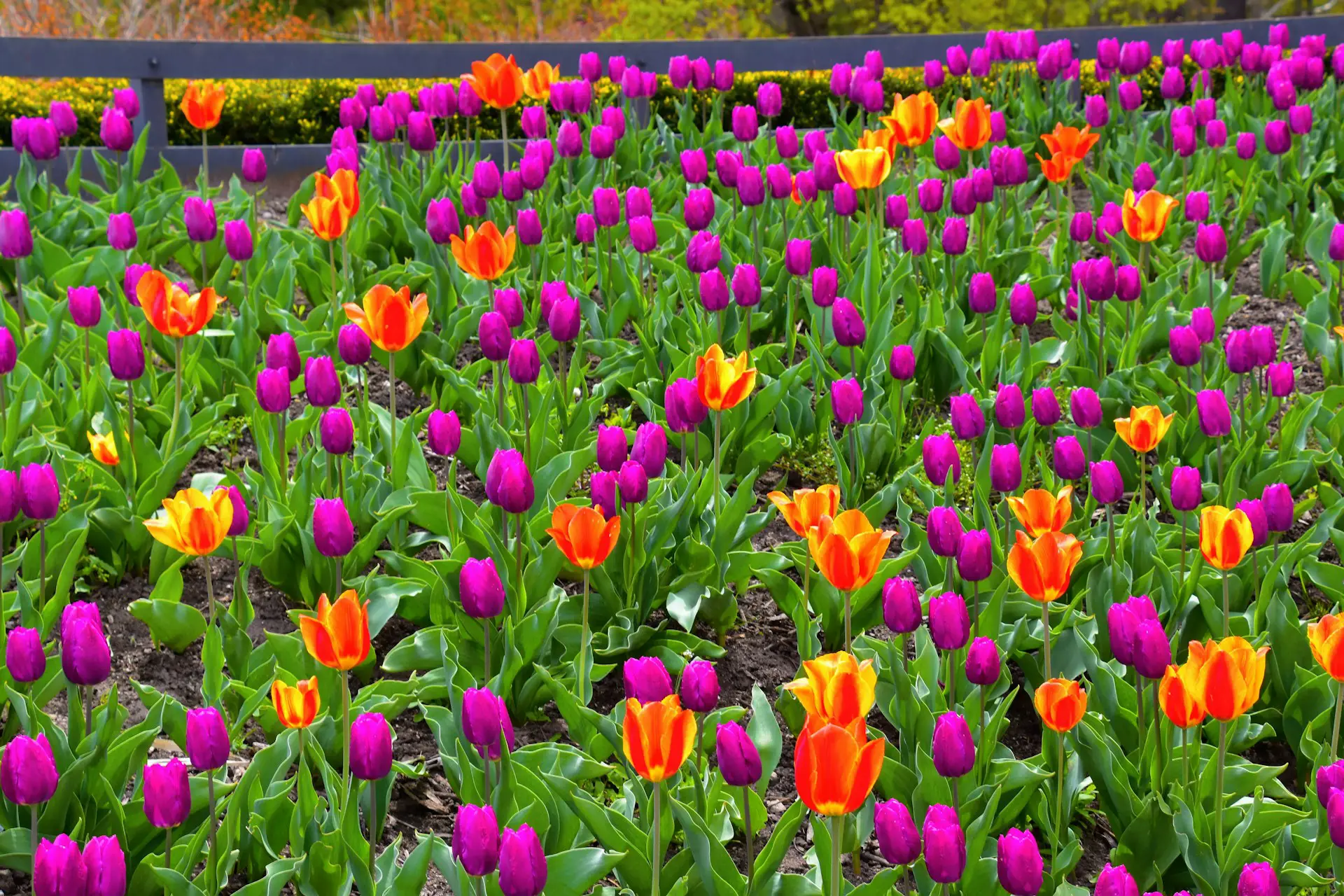 vibrantly colored flowers in a professional landscaping garden